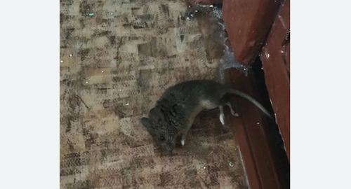 Дезинфекция от мышей в Краснодаре